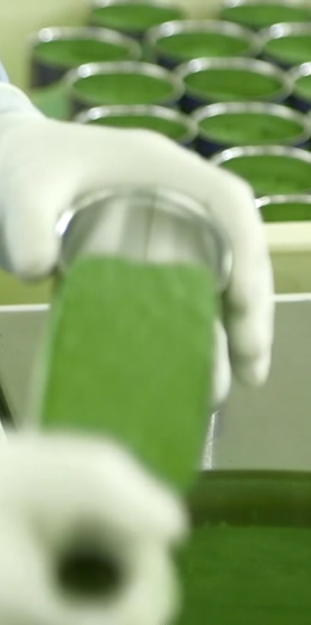 京都工場・抹茶の製造補助（製造課）