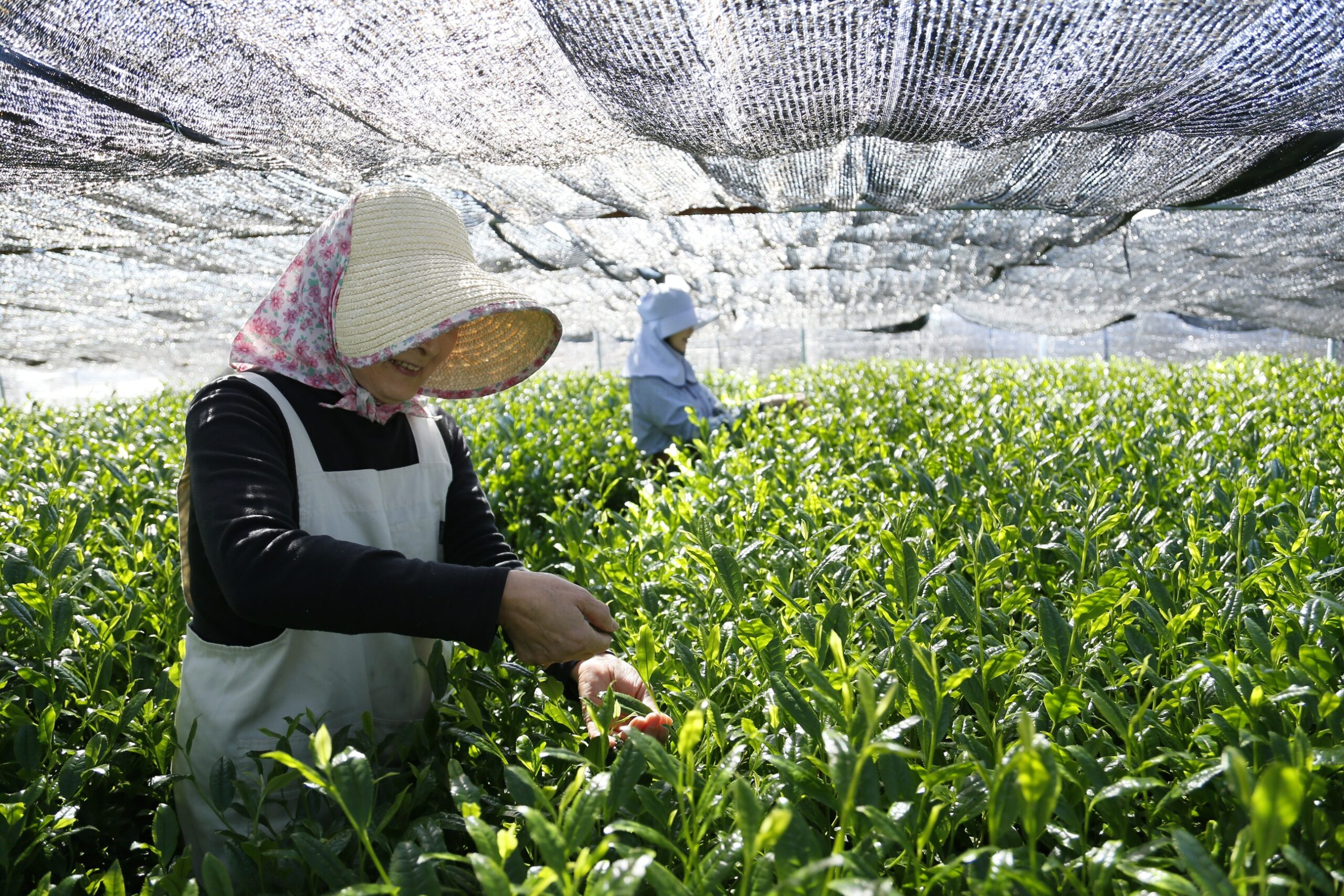 お茶農家